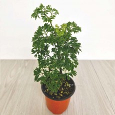 폴리셔스 폴리시아스 키우기쉬운 실내공기정화식물